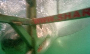 marine dynamics shark cage diving